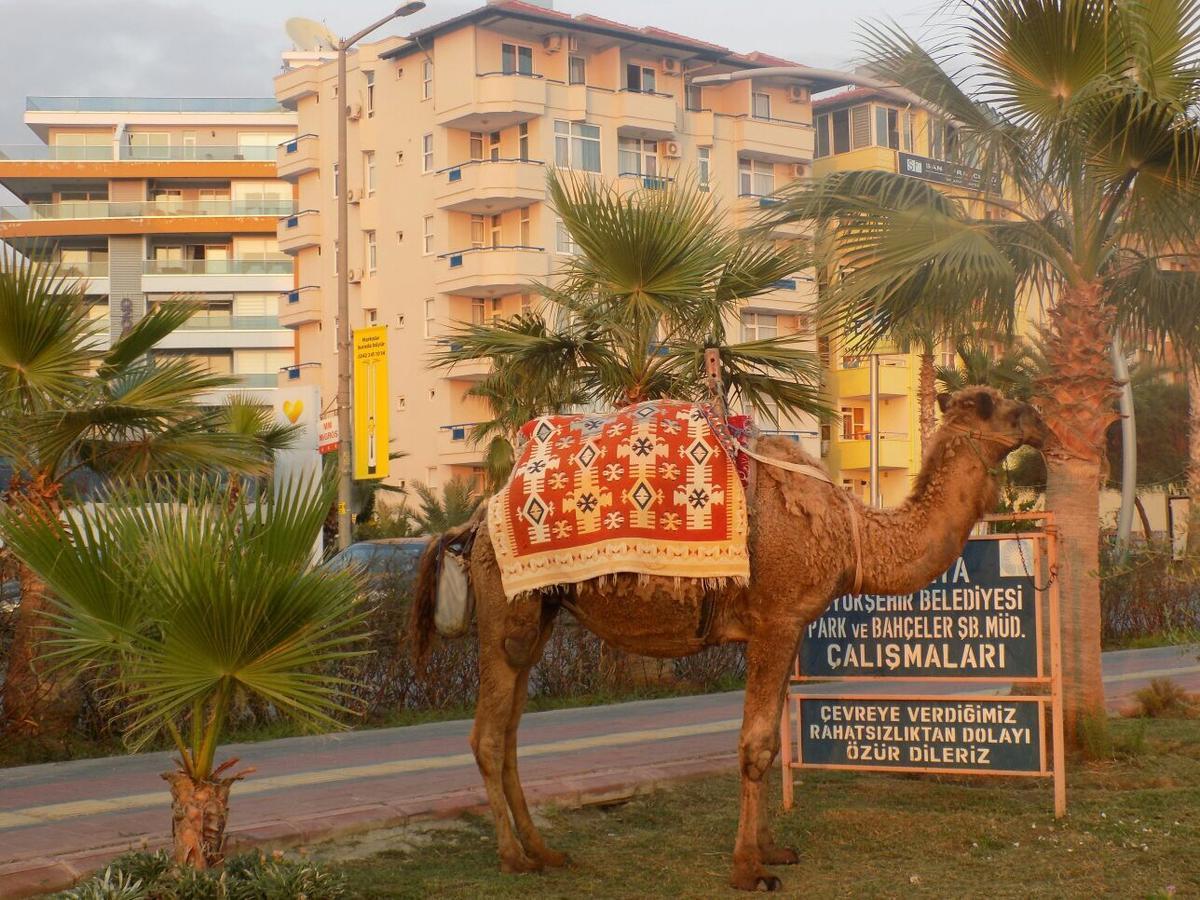 Semt Luna Beach Hotel Alanya Eksteriør billede